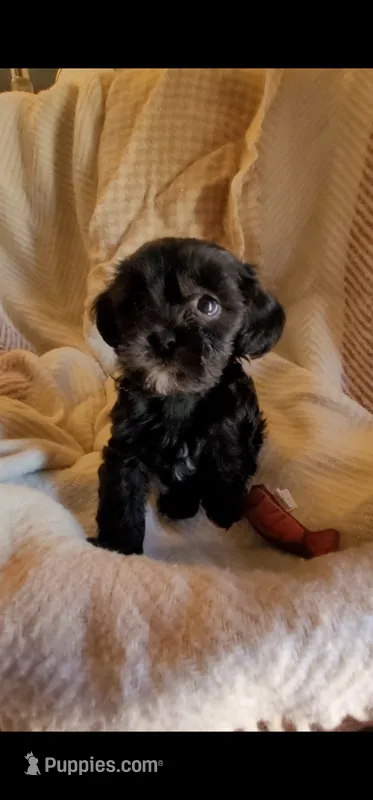 Carmen – Lhasa Apso, Shih Tzu puppy for sale in Phoenix, AZ