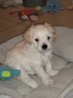 Washington, a male Lhasapoo and Shihpoo for sale in Phoenix, AZ – 5 of 5