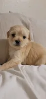 December, a female Lhasa Apso and Poodle - Miniature  for sale in Phoenix, AZ – 3 of 5