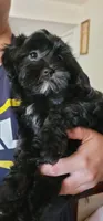 Carmen, a female Lhasa Apso and Shih Tzu for sale in Phoenix, AZ – 7 of 9