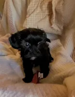 Carmen, a female Shih Tzu for sale in Phoenix, AZ – 2 of 9