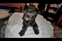 Carmen, a female Lhasa Apso and Shih Tzu for sale in Phoenix, AZ – 2 of 7