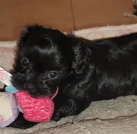 Carmen, a female Lhasapoo and Shihpoo for sale in Phoenix, AZ – 3 of 4