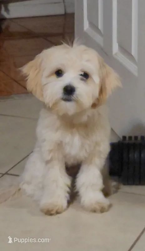 Fropy – Lhasa Apso puppy for sale in Phoenix, AZ