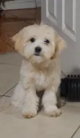 Fropy, a male Lhasa Apso for sale in Phoenix, AZ – 1 of 5