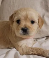 December, a female Lhasa Apso and Poodle - Miniature  for sale in Phoenix, AZ – 2 of 5