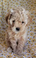 April, a female Lhasa Apso and Poodle - Miniature  for sale in Phoenix, AZ – 4 of 7