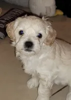 Washington, a male Lhasapoo and Shihpoo for sale in Phoenix, AZ – 4 of 5