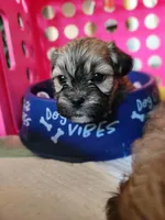 Lhasa Apso Puppies, a female Lhasapoo for sale in Phoenix, AZ – Photo 3 of 4