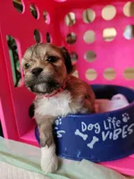 Lhasa Apso Puppies, a female Lhasapoo for sale in Phoenix, AZ – Photo 4 of 4