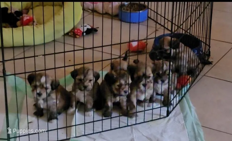 Lhasa Apso Puppies