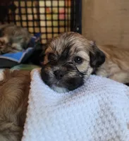 Lhasa Apso Puppies, a female Lhasapoo for sale in Phoenix, AZ – Photo 2 of 4