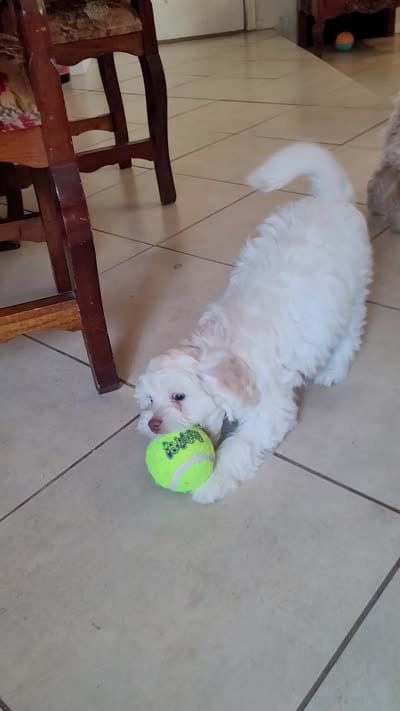 September, a male Lhasa Apso and Poodle - Miniature  for sale in Phoenix, AZ – 7 of 8