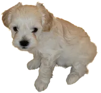 Washington, a male Lhasapoo and Shihpoo for sale in Phoenix, AZ – 2 of 5