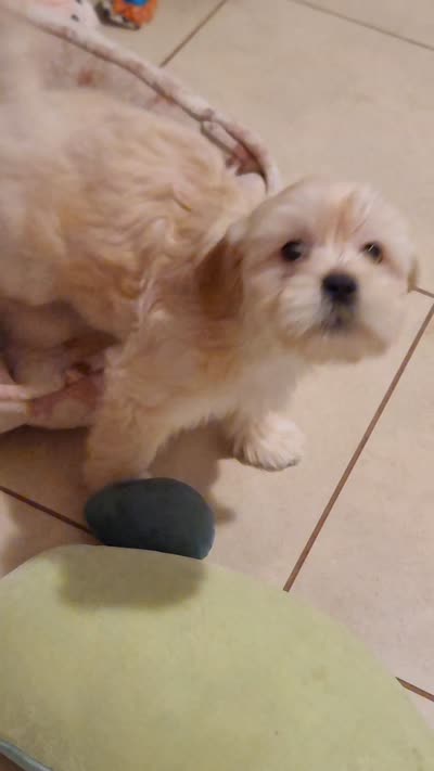 Lhasa puppy - Female, a female Lhasa Apso for sale in Phoenix, AZ – 4 of 5