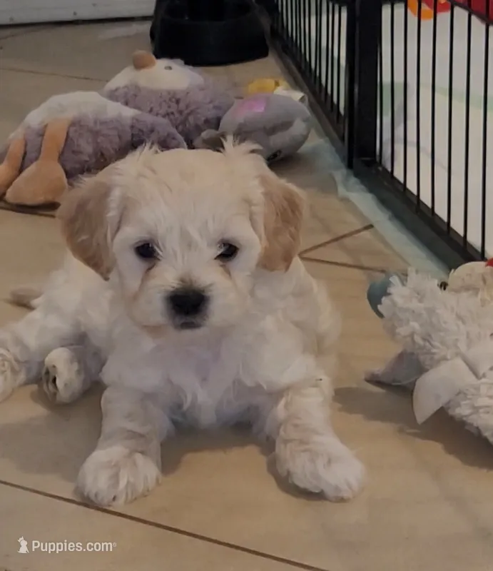 Washington – Lhasapoo, Shihpoo puppy for sale in Phoenix, AZ