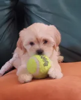December, a female Lhasa Apso and Poodle - Miniature  for sale in Phoenix, AZ – 5 of 8