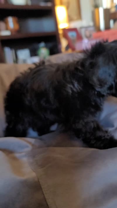 Carmen, a female Lhasa Apso and Shih Tzu for sale in Phoenix, AZ – 8 of 9