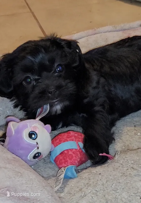 Carmen – Lhasapoo, Shihpoo puppy for sale in Phoenix, AZ