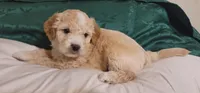 November, a male Lhasa Apso and Poodle - Miniature  for sale in Phoenix, AZ – 5 of 6