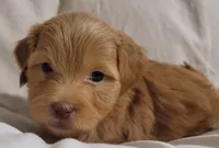 Julio, a male Lhasa Apso and Poodle - Miniature  for sale in Phoenix, AZ – 4 of 4