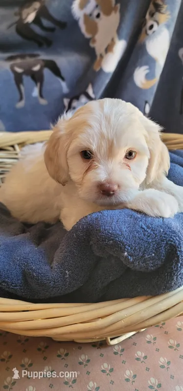 September – Lhasa Apso, Poodle - Miniature  puppy for sale in Phoenix, AZ