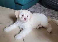 September, a male Lhasa Apso and Poodle - Miniature  for sale in Phoenix, AZ – 2 of 8