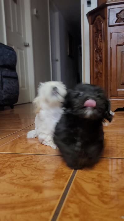 Carmen, a female Lhasa Apso and Shih Tzu for sale in Phoenix, AZ – 9 of 9