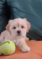 Lhasa puppy - Female, a female Lhasa Apso for sale in Phoenix, AZ – 1 of 5