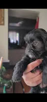 Carmen, a female Shih Tzu for sale in Phoenix, AZ – 6 of 9