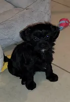 Carmen, a female Lhasapoo and Shihpoo for sale in Phoenix, AZ – 2 of 4