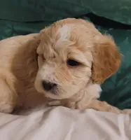 November, a male Lhasa Apso and Poodle - Miniature  for sale in Phoenix, AZ – 2 of 6