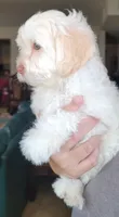 September, a male Lhasa Apso and Poodle - Miniature  for sale in Phoenix, AZ – 6 of 8