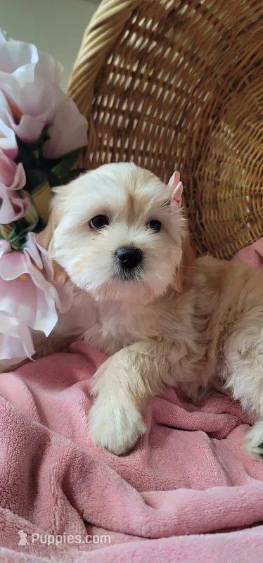 Lhasa puppy - Female – Lhasa Apso puppy for sale in Phoenix, AZ