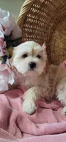 Lhasa puppy - Female, a female Lhasa Apso and Poodle - Miniature  for sale in Phoenix, AZ – 1 of 8