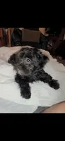 Carmen, a female Lhasa Apso and Shih Tzu for sale in Phoenix, AZ – 6 of 7