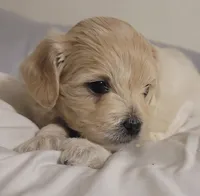 Coca Cola, a male Lhasa Apso and Poodle - Miniature  for sale in Phoenix, AZ – 2 of 5
