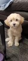 Fropy, a male Lhasa Apso for sale in Phoenix, AZ – 4 of 5
