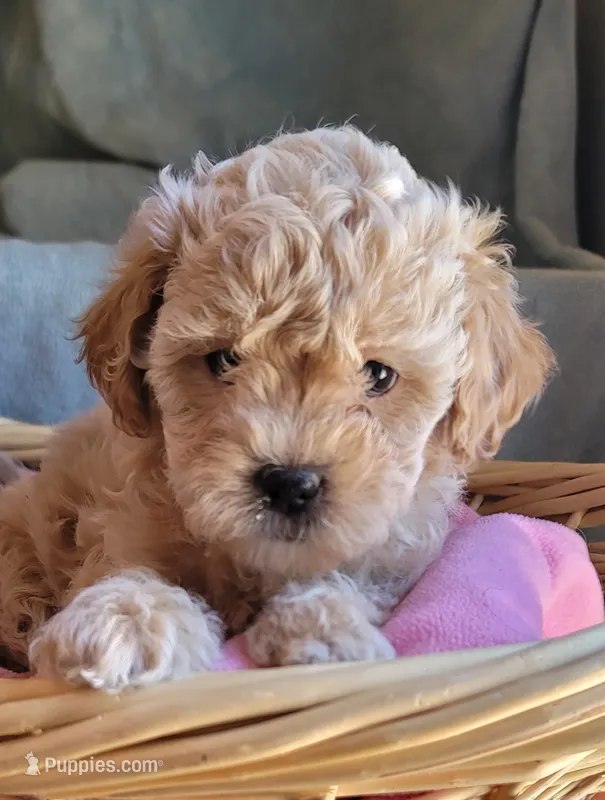 April – Lhasa Apso, Poodle - Miniature  puppy for sale in Phoenix, AZ
