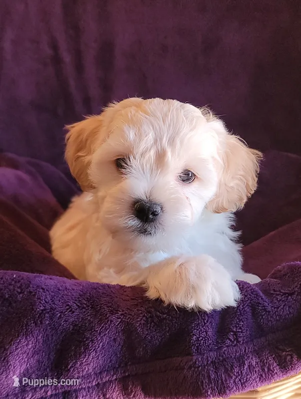 Washington – Lhasa Apso, Shih Tzu puppy for sale in Phoenix, AZ