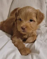 Julio, a male Lhasa Apso and Poodle - Miniature  for sale in Phoenix, AZ – 2 of 4