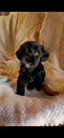 Carmen, a female Shih Tzu for sale in Phoenix, AZ – 7 of 9
