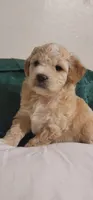 November, a male Lhasa Apso and Poodle - Miniature  for sale in Phoenix, AZ – 3 of 6