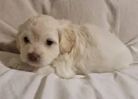 September, a male Lhasa Apso and Poodle - Miniature  for sale in Phoenix, AZ – 5 of 5