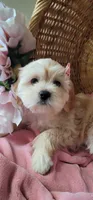 Most Intelligent December, a female Lhasa Apso and Poodle - Miniature  for sale in Phoenix, AZ – 5 of 9