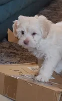 September, a male Lhasa Apso and Poodle - Miniature  for sale in Phoenix, AZ – 4 of 8