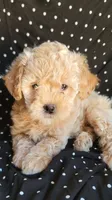 April, a female Lhasa Apso and Poodle - Miniature  for sale in Phoenix, AZ – 5 of 7