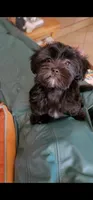 Carmen, a female Lhasa Apso and Shih Tzu for sale in Phoenix, AZ – 3 of 7