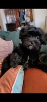 Carmen, a female Lhasa Apso and Shih Tzu for sale in Phoenix, AZ – 3 of 9