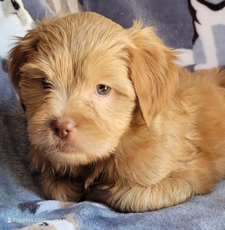 Julio – Lhasa Apso, Poodle - Miniature  puppy for sale in Phoenix, AZ